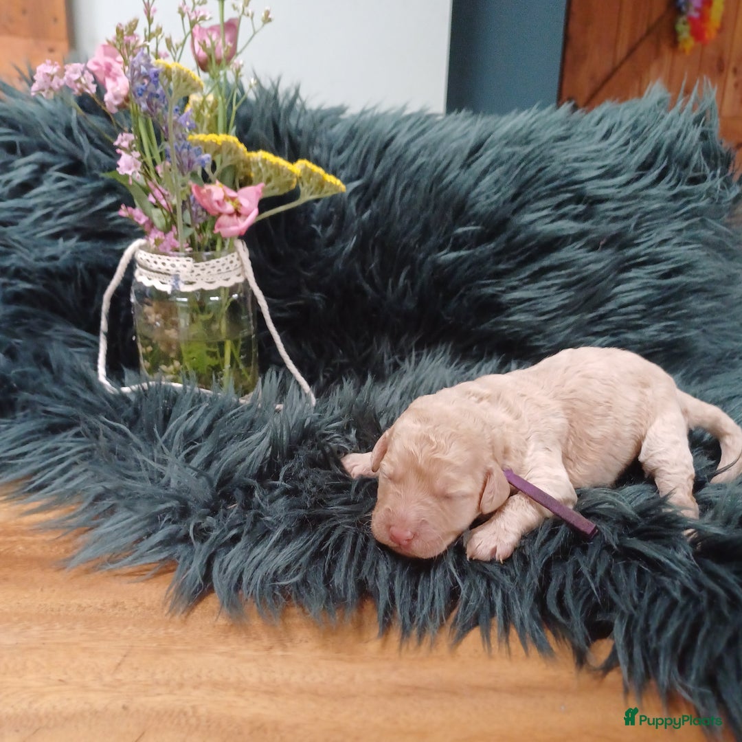 Labradoodle honden te koop: Prachtige multigen Labradoodles wavy vacht - Afbeelding 16