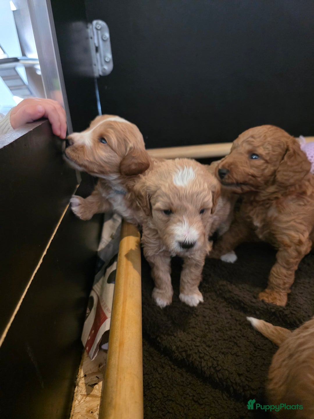 Goldendoodle honden te koop: 🐶 Goldendoodle pups medium - Advertentie 1