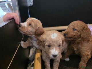 Goldendoodle honden 🐶 Goldendoodle pups medium - Advertentie 2