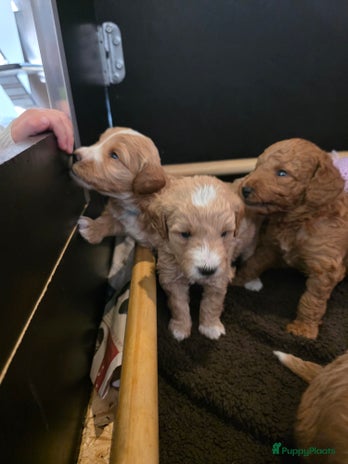 Goldendoodle honden 🐶 Goldendoodle pups medium - Advertentie 5