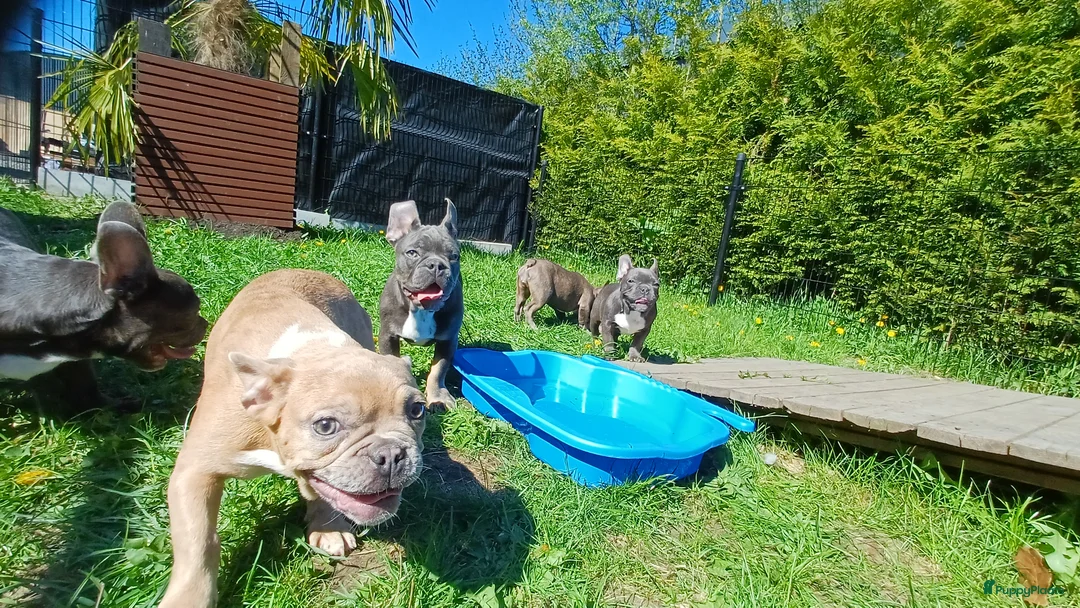 Franse Bulldog honden te koop: Franse bulldog pups *blue tan isabel merle* - Advertentie 2