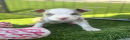 Amerikaanse Bully honden te koop: Amerikaanse pocket bully’s met stamboom - Advertentie 7