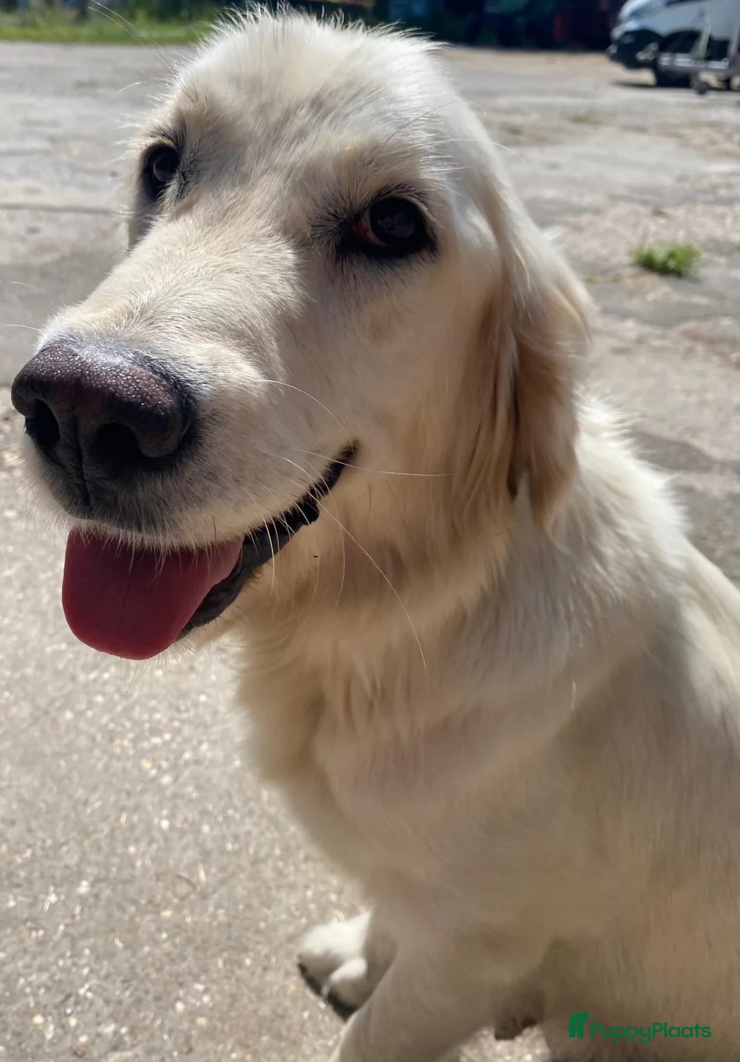 Golden Retriever honden te koop: Prachtig nestje Golden Retrievers aangeboden - Advertentie 2