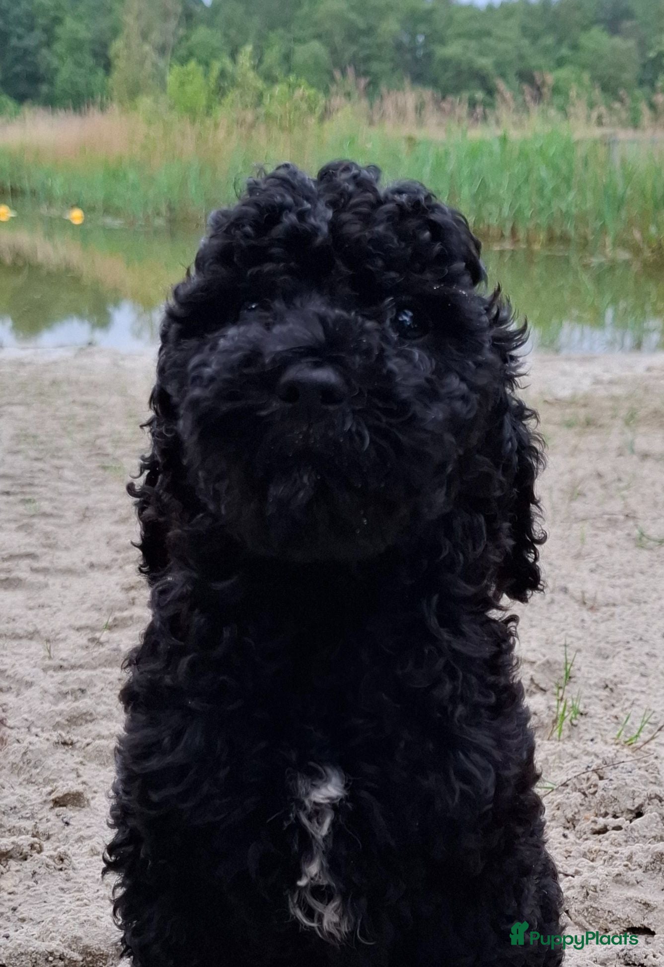 Labradoodle honden Labradoodle pups reutje en teefjes beschikbaar  - Advertentie 2