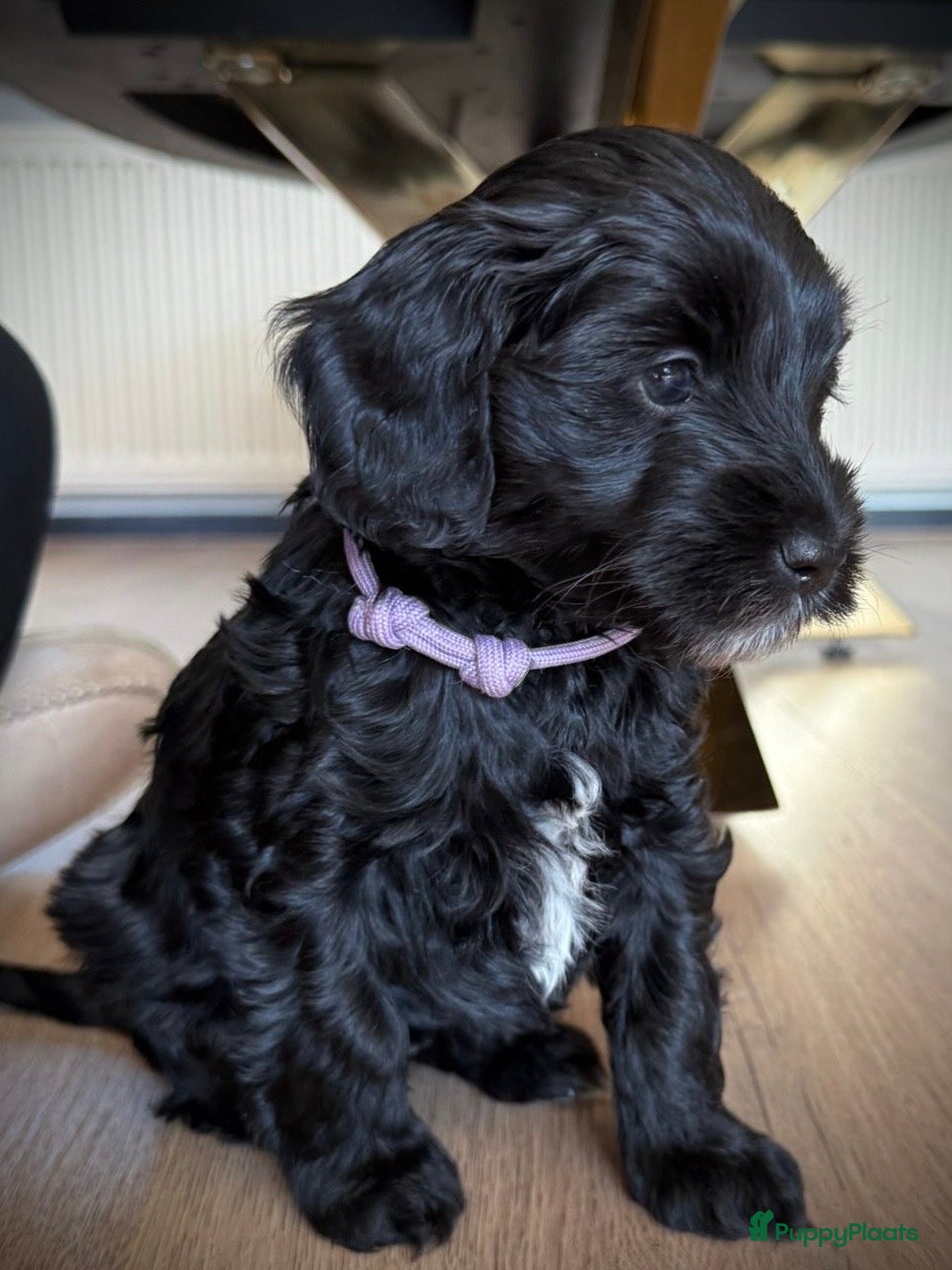 Australian Labradoodle honden Australian labradoodle mini  - Advertentie 2