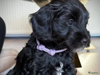 Australian Labradoodle honden Australian labradoodle mini - Advertentie 2