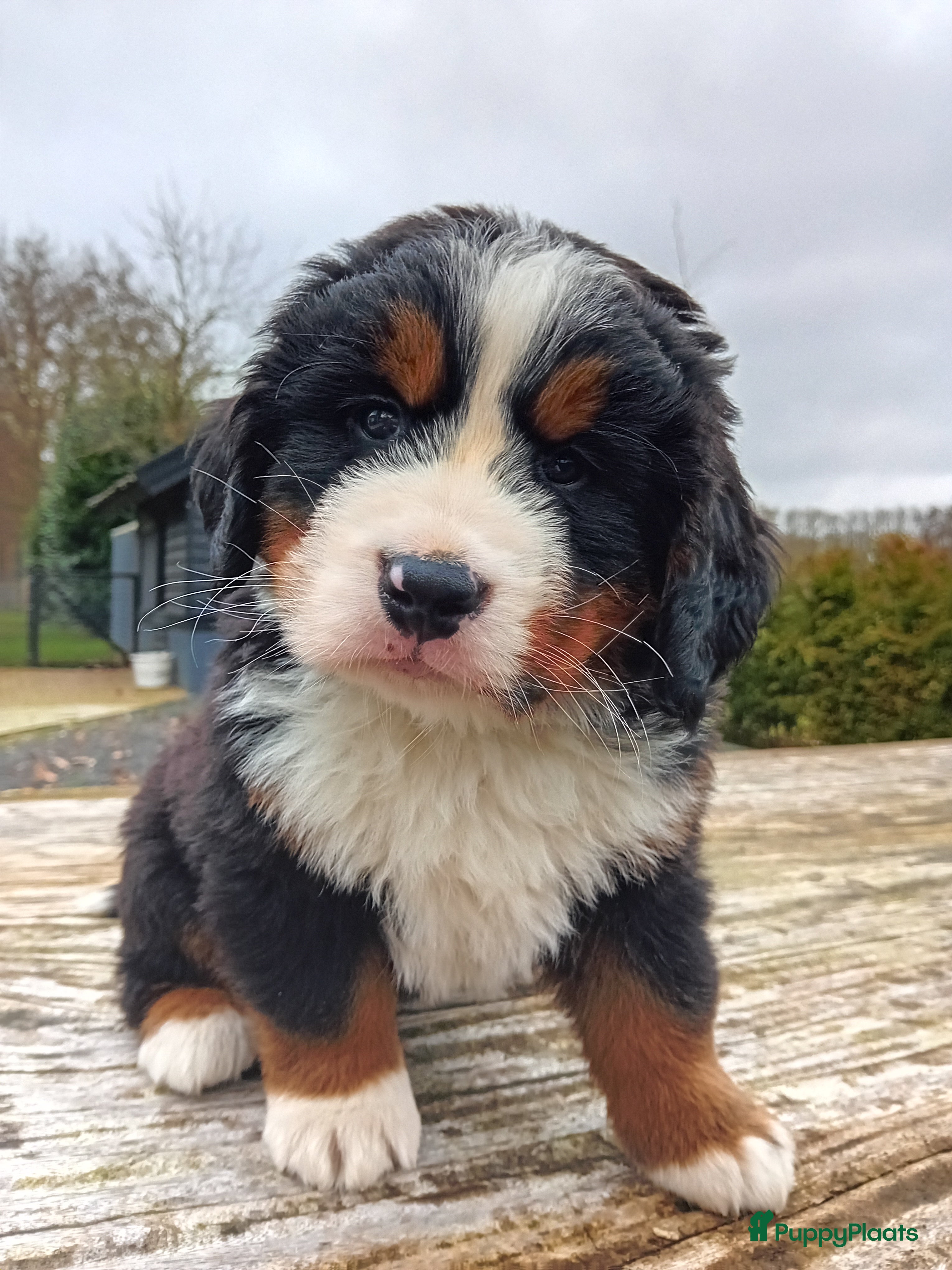 Berner Sennenhond honden Benner sennen pups - Advertentie 2