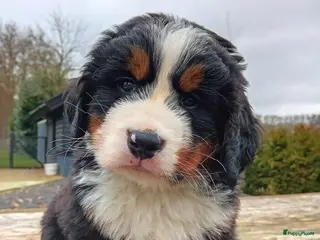 Berner Sennenhond honden Benner sennen pups - Advertentie 2