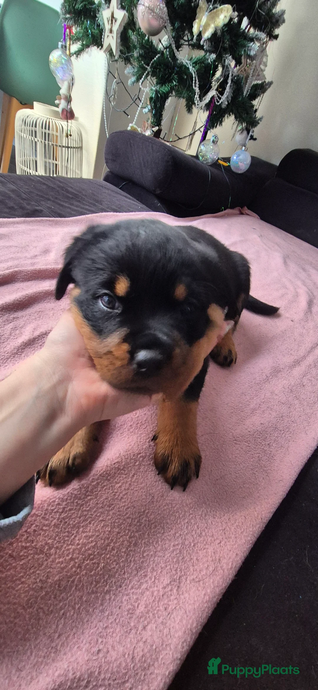 Rottweiler honden te koop: Litter F  - Advertentie 7