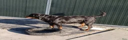 Rottweiler honden te koop: Prachtige zuivere rottweiler pups - Advertentie 6