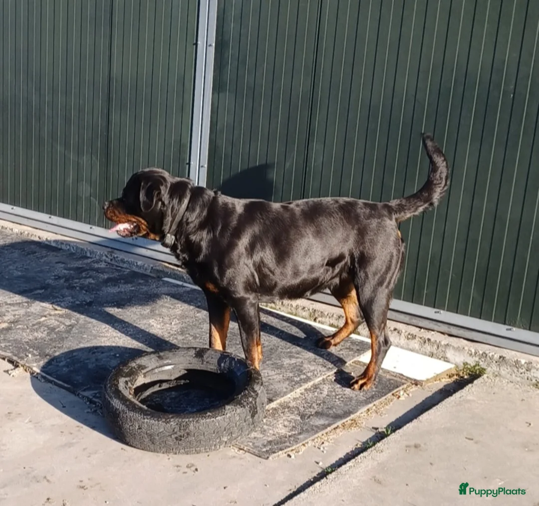 Rottweiler honden te koop: Prachtige zuivere rottweiler pups - Advertentie 6