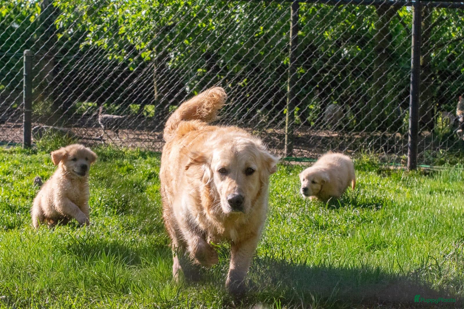 Golden Retriever honden prachtige golden retriever pups - Advertentie 2