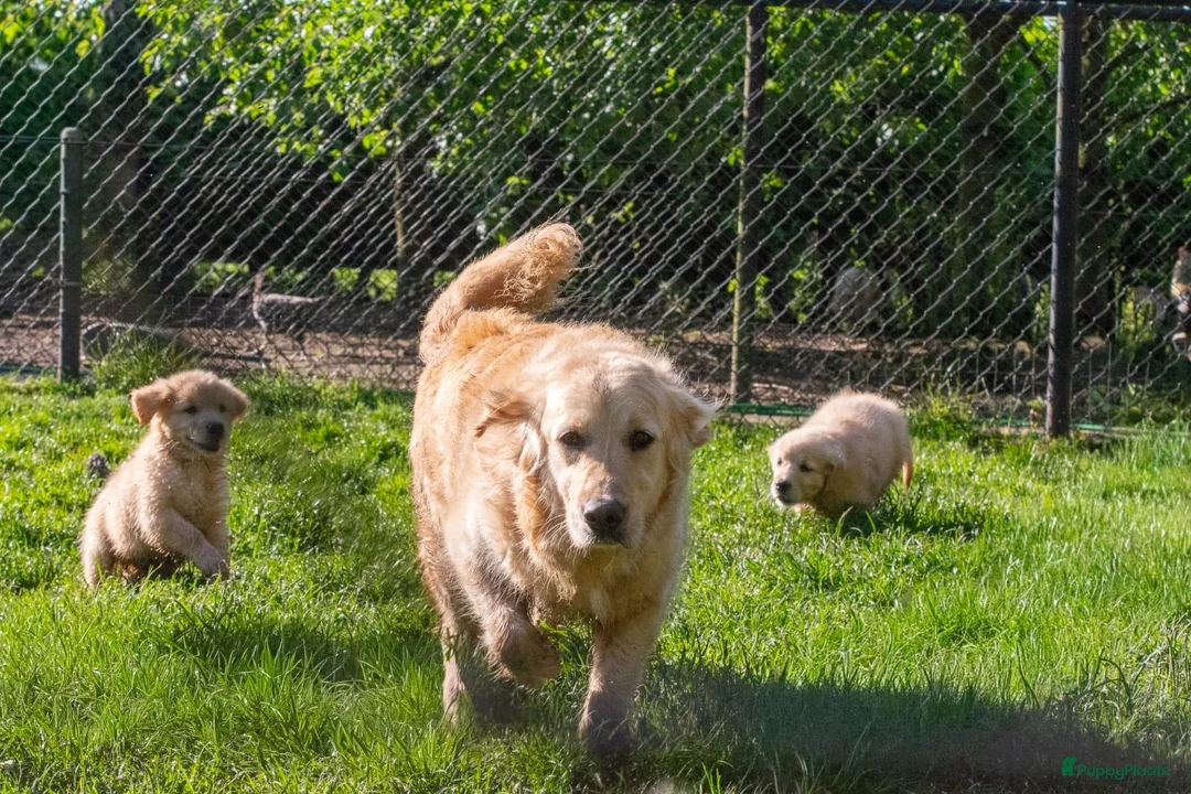 Golden Retriever honden te koop: prachtige golden retriever pups - Advertentie 2