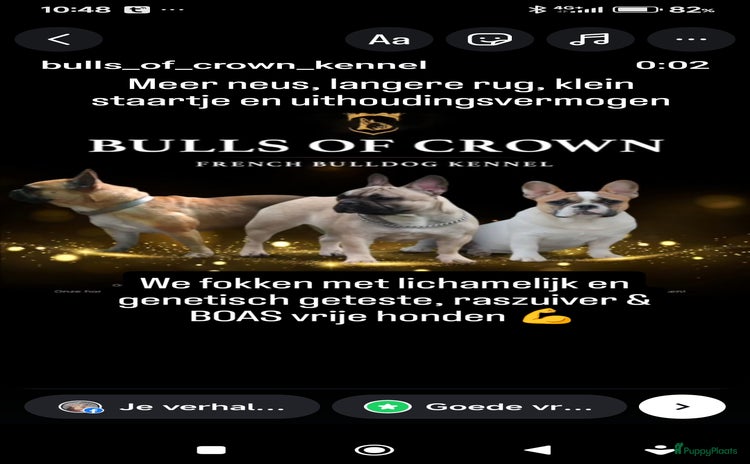 Franse Bulldog honden - Advertentie 2