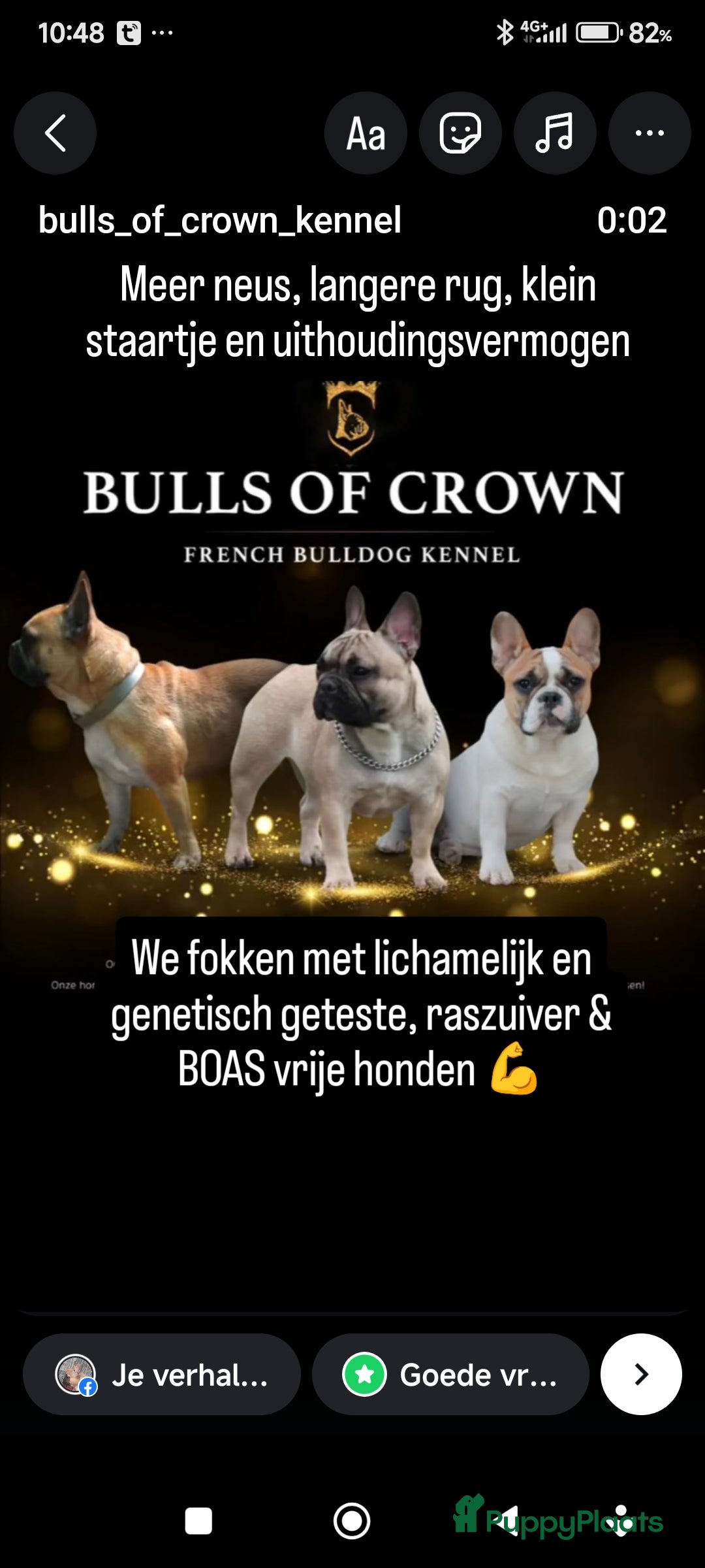 Franse Bulldog honden te koop: Franse bulldog raszuiver FCI (uitgebreid getest)  - Advertentie 1