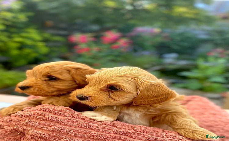 Poedel Toy honden - Advertentie 2