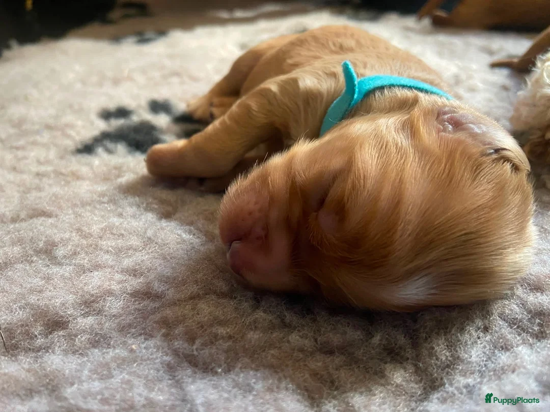 Kruising honden te koop: Knuffelzachte caramel & apricot Labradoodle pups🧡 - Advertentie 3
