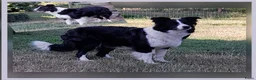 Border Collie honden te koop: Prachtige, raszuivere Border Collie puppy's - Advertentie 3
