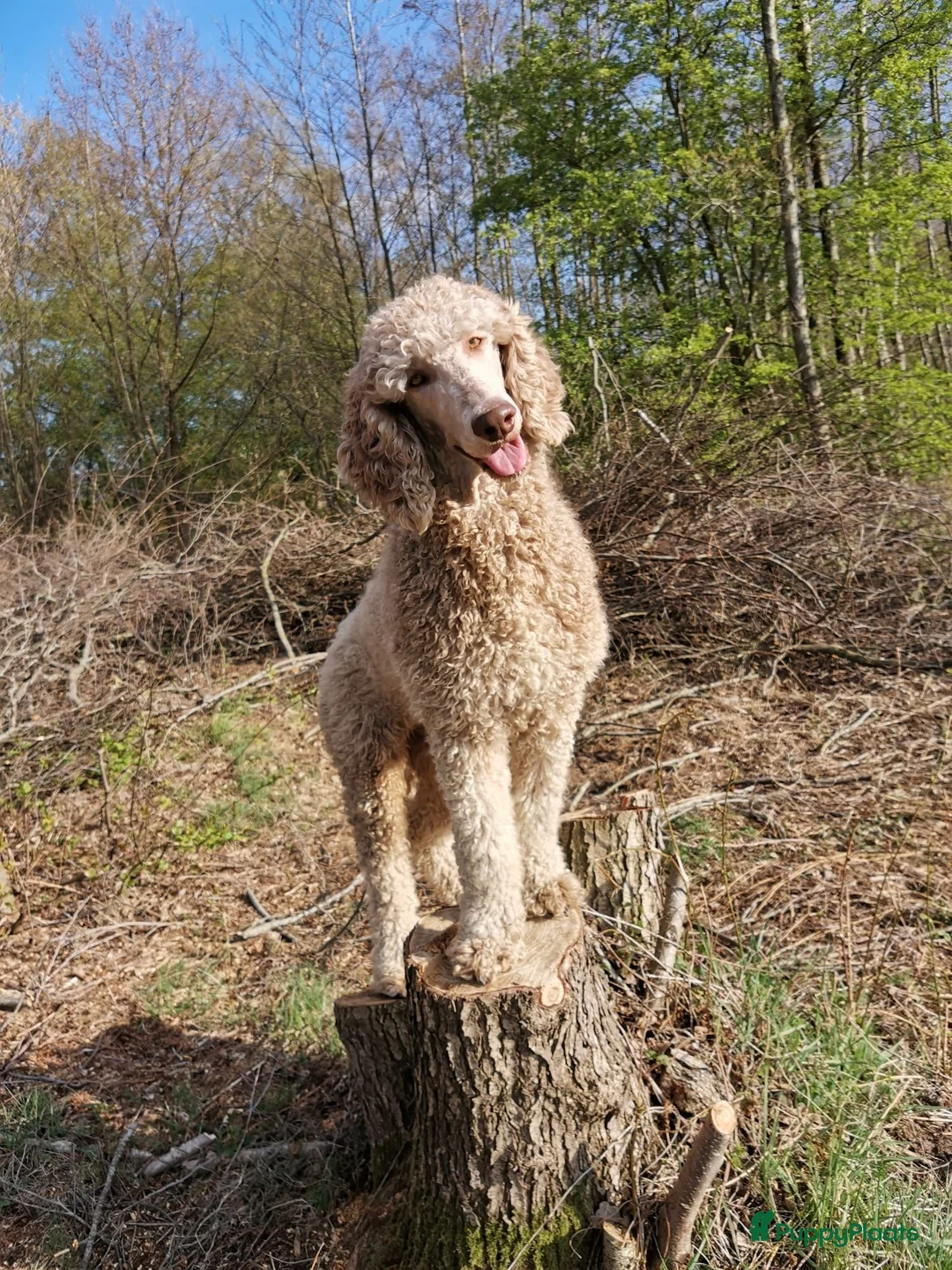 Poedel honden te koop: Nog 2 prachtige sociale koningspoedelpups in Markelo - Advertentie 4