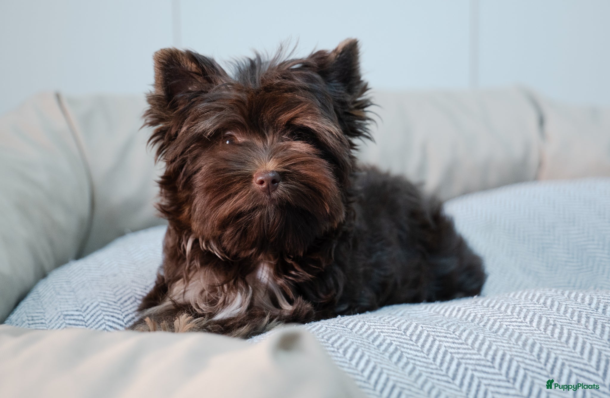 Yorkshire Terriër honden Exclusieve chocolade Yorkshire Terriërs🤎🤎🤎 - Advertentie 1