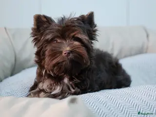 Yorkshire Terriër honden Exclusieve chocolade Yorkshire Terriërs🤎🤎🤎 - Advertentie 4