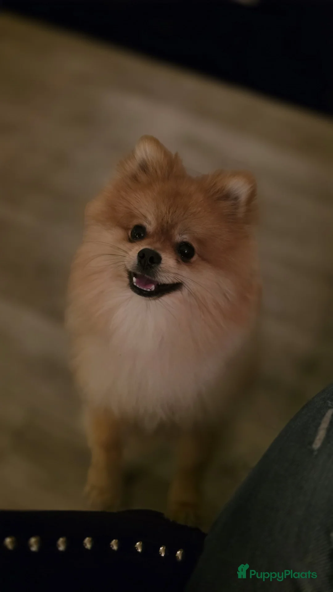 Pomeriaan honden ter dekking: dekreu met stamboom🥰 - Advertentie 6