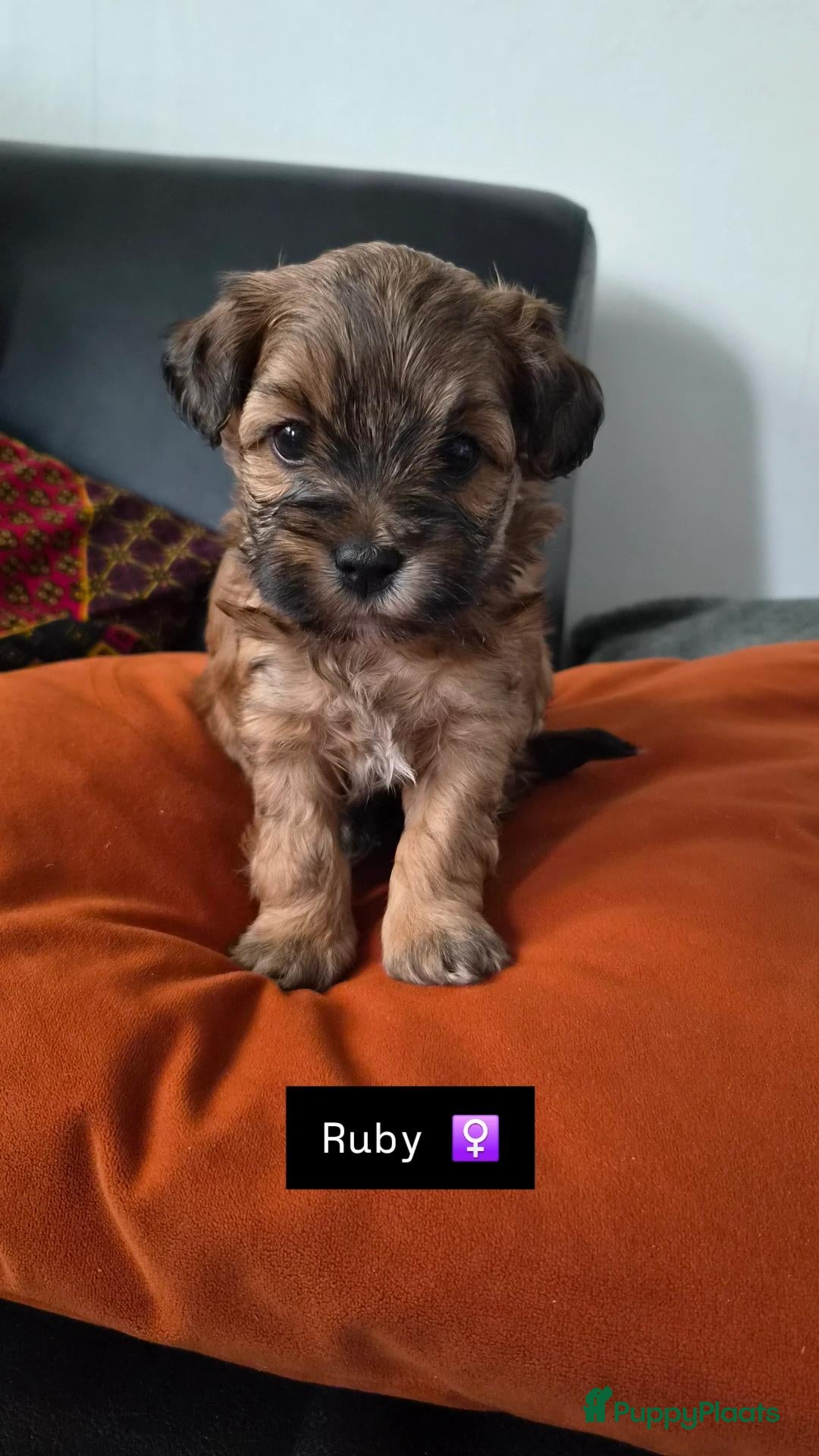 Kruising honden Boomer x Toy Poodle pups - Advertentie 12