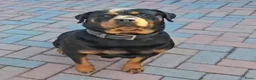 Rottweiler honden te koop: Rottweiler pup  - Advertentie 9