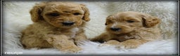 Labradoodle honden te koop: Labradoodle medium pups - Advertentie 8