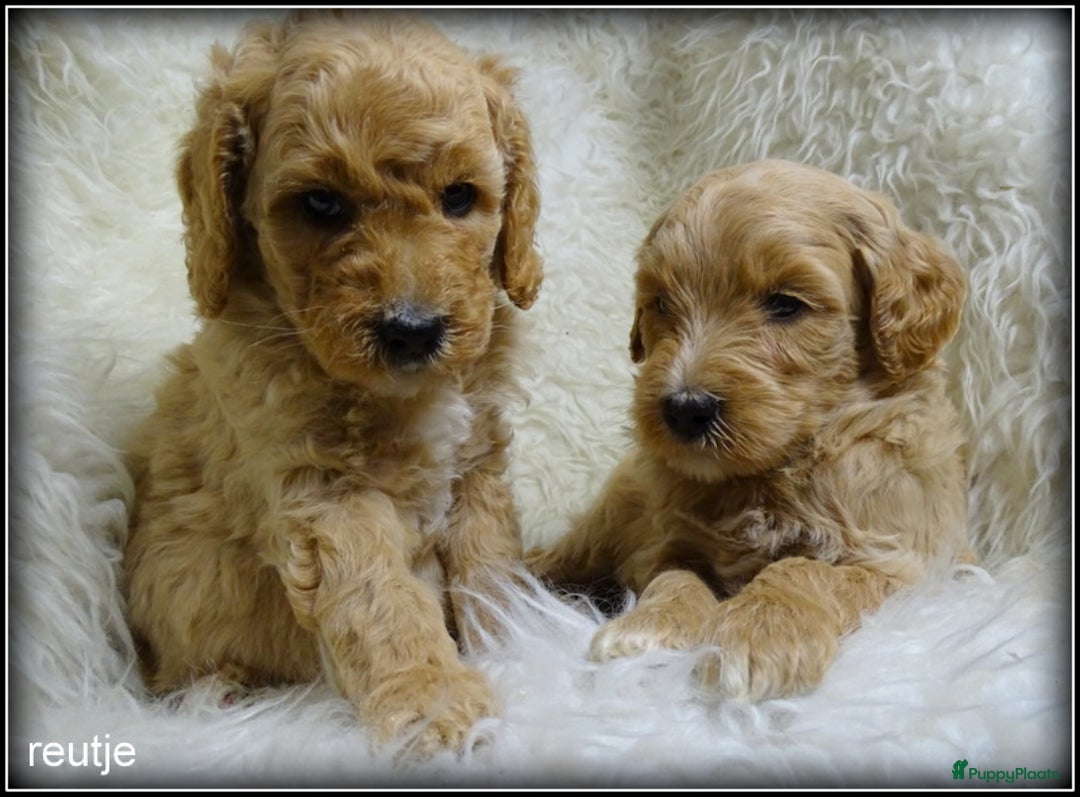 Labradoodle honden te koop: Labradoodle medium pups - Advertentie 8