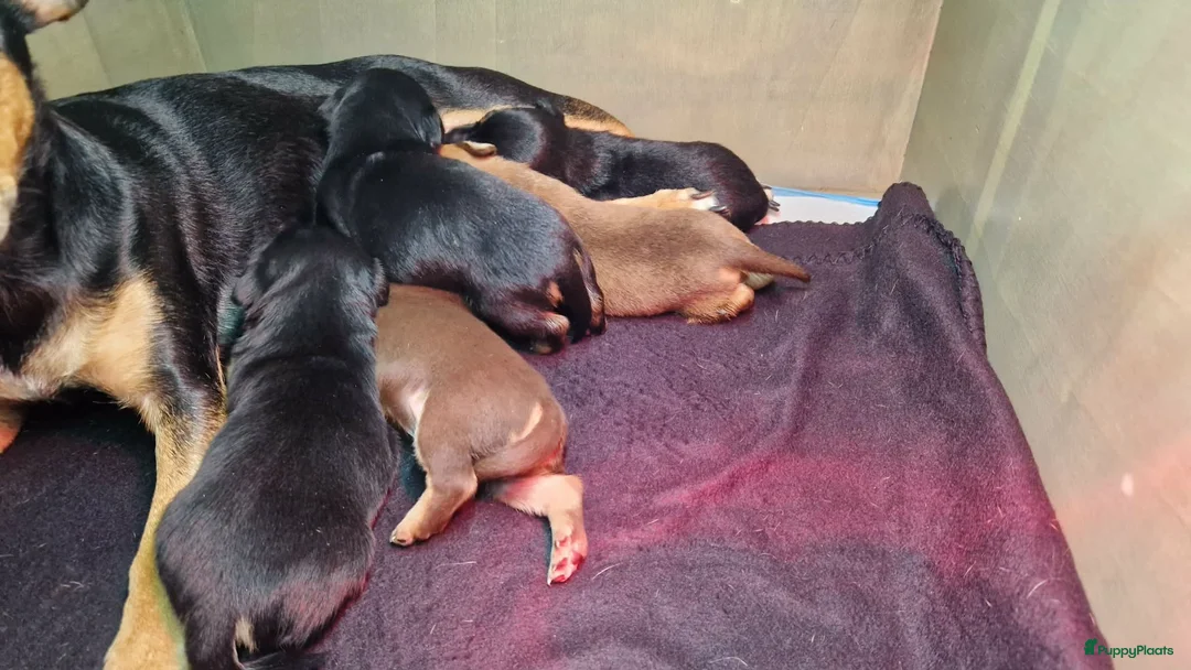 Jack Russel Terriër honden te koop: Super mooie jack russel pups - Advertentie 17