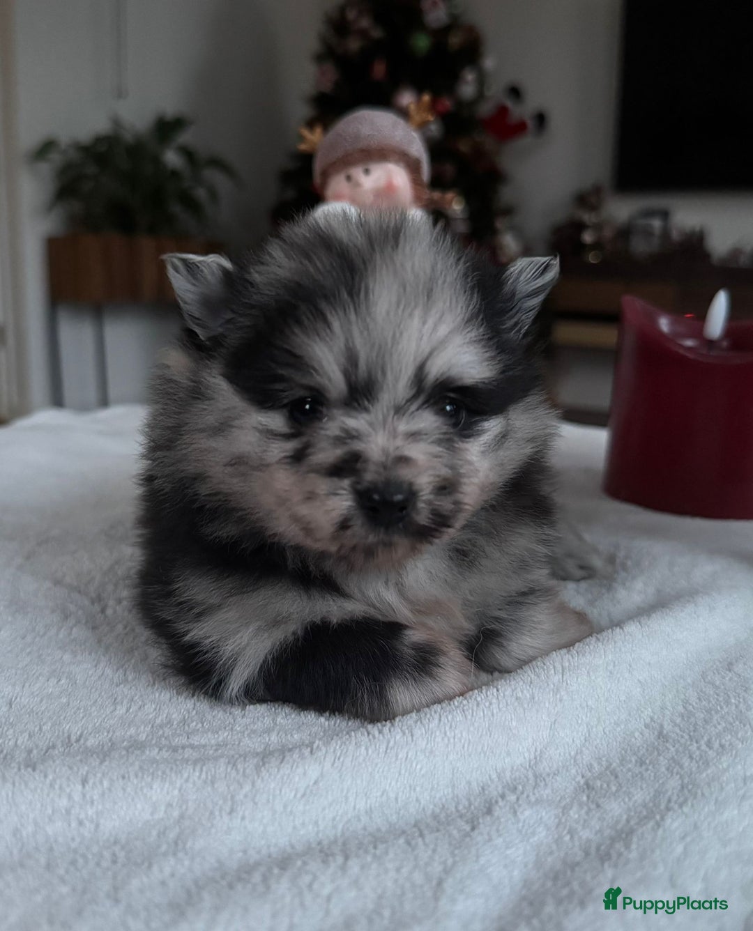 Pomeriaan honden te koop: Prachtige Pomeriaan pups  - Advertentie 4