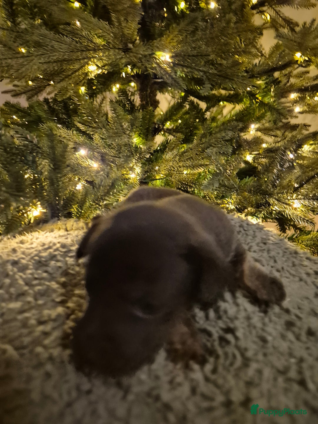 Jack Russel Terriër honden te koop: Nog 3 mooie jack Russell pups te koop - Advertentie 8