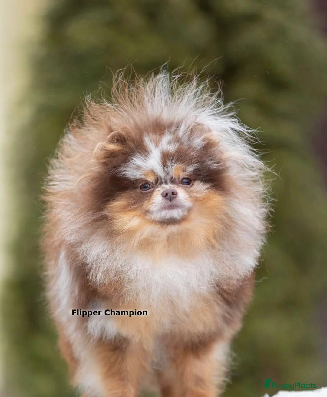 Pomeriaan honden ter dekking: Exclusieve Chocolate Merle Tan Pomeranian Dekreu in Hellouw - Advertentie 2
