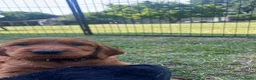 Ierse Setter honden te koop: Ierse setter  - Advertentie 4