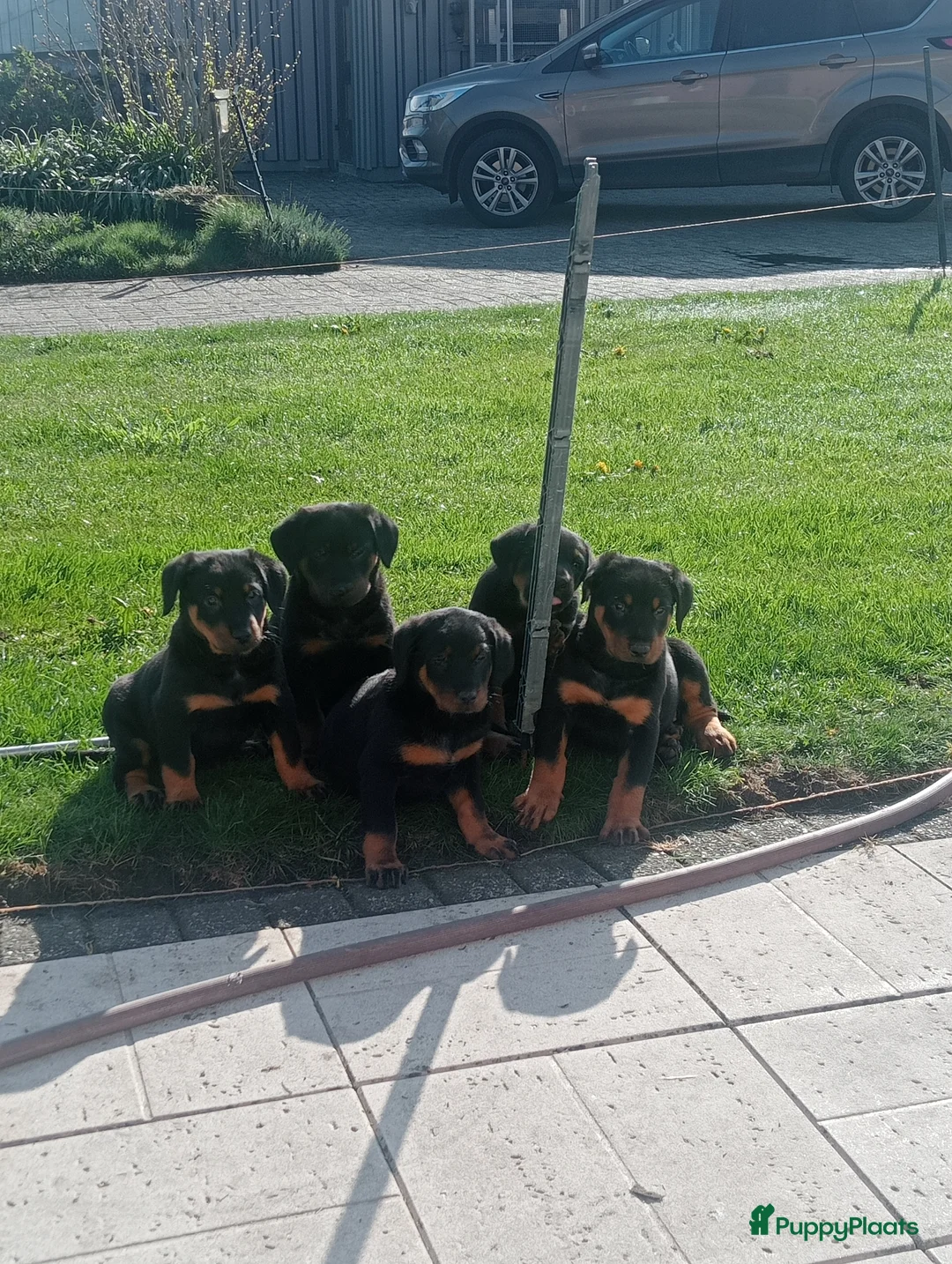 Beauceron honden te koop: Gezinshond Beauceron  in Strijbeek - Advertentie 2