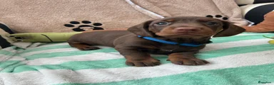 Teckel (korthaar)  Puppy 4