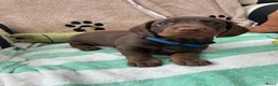 Teckel (korthaar)  honden te koop:  Prachtige standaard korthaar teckels pups  - Advertentie 14