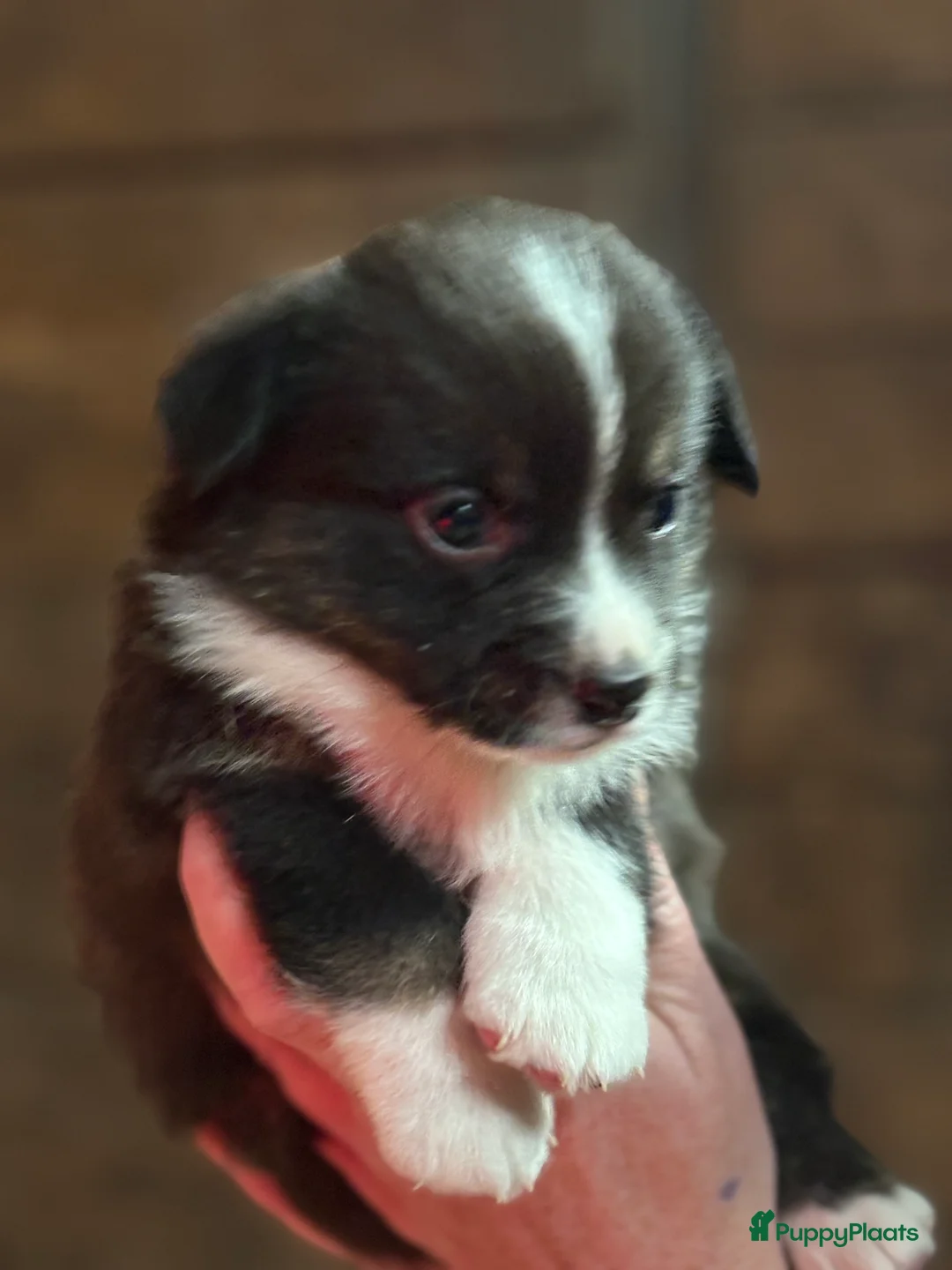 Welsh Corgi Cardigan honden te koop: Welsh Corgi Cardigan pups - Advertentie 3