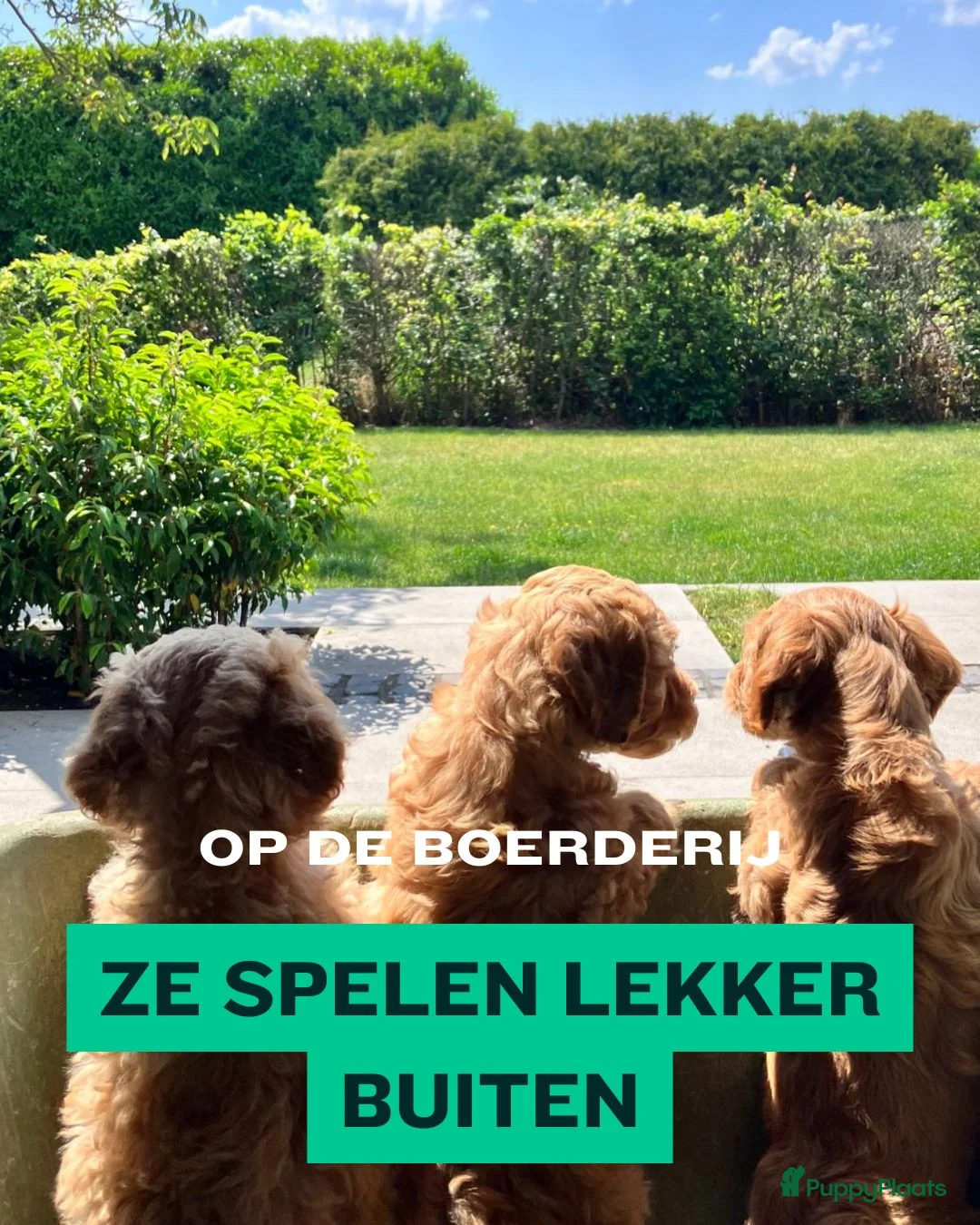 Kruising honden te koop: Australian Labra doodle x Labra Doodle (bruin) - Advertentie 25