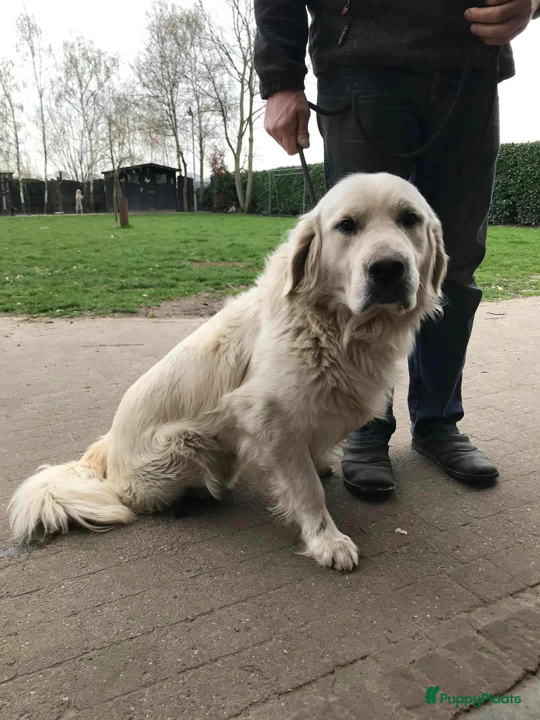 Golden Retriever honden te koop: Golden Retriever pups - Advertentie 9
