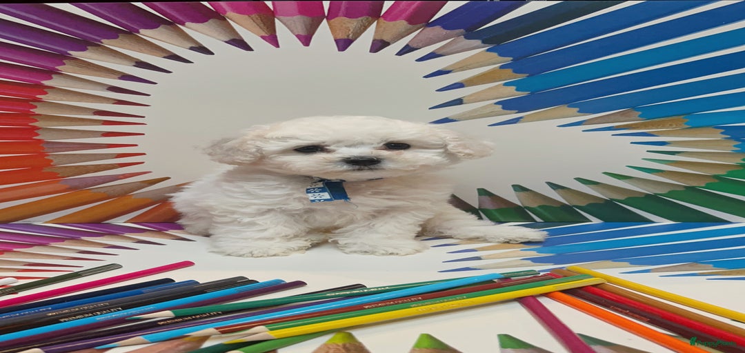 Galerij afbeelding {{count}}