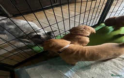 Bordeaux Dog honden te koop: Bordeauxdog puppy’s te koop in Lekkerkerk - Afbeelding 7