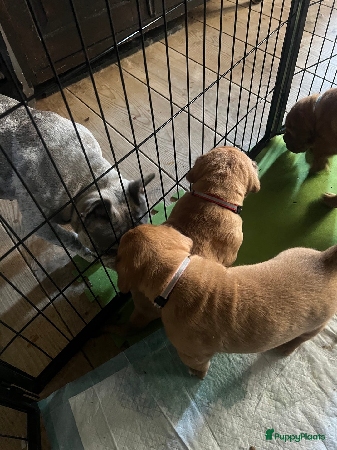 Bordeaux Dog honden te koop: Bordeauxdog puppy’s te koop in Lekkerkerk - Afbeelding 7
