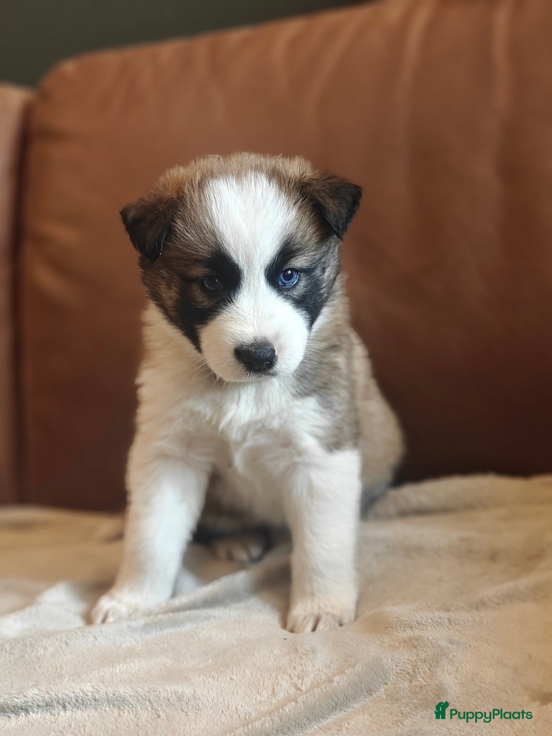 Kruising honden te koop: Borsky pup, Husky x Border Collie - Afbeelding 10
