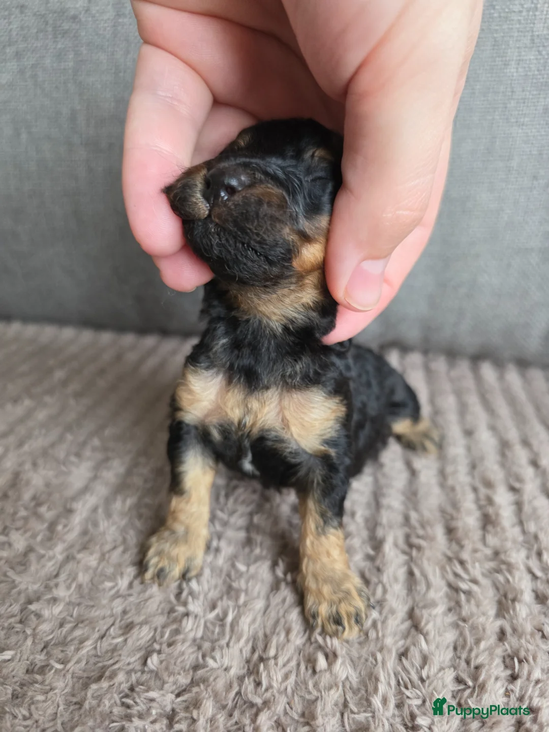 Poedel Toy honden te koop: Toypoedel pups voor Show of Huishond - Advertentie 2