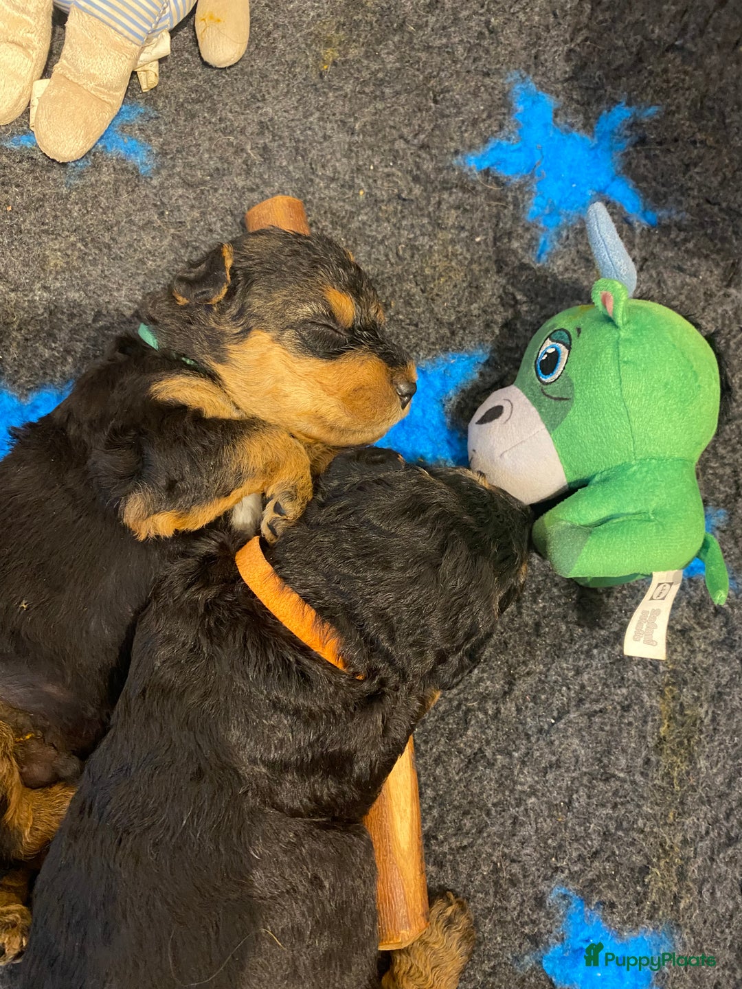 Airedale Terriër honden te koop: Airedale terriër pups  - Advertentie 5