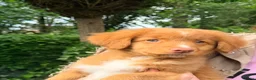 Nova Scotia Duck Tolling Retriever honden te koop: Nova scotia rolling retriever pup (Toller pup) - Advertentie 3