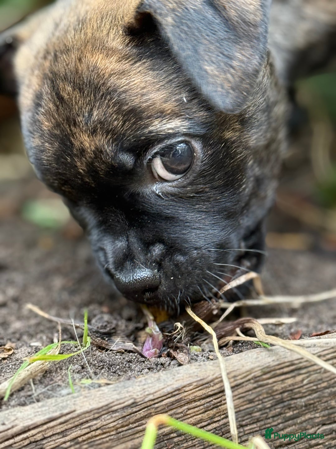 Kruising honden te koop: Kruising AHT American Hairless Terriër X Bulletje  in Hazerswoude-Rijndijk - Afbeelding 15