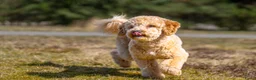 Labradoodle honden te koop: Mini labradoodle  - Advertentie 17